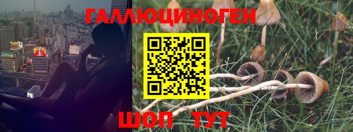 Галлюциногенные грибы Psilocybe Реж